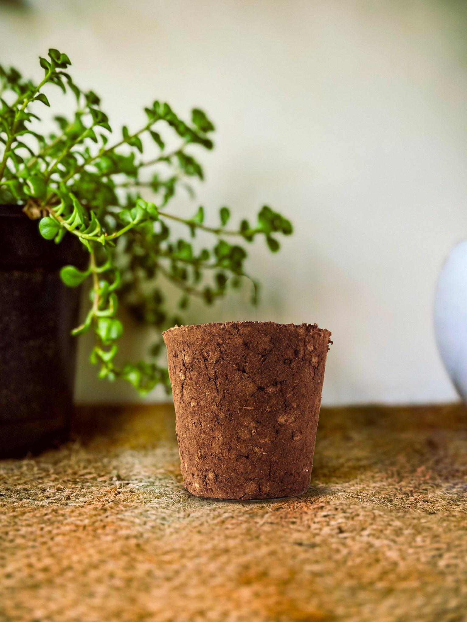 Flower Pot